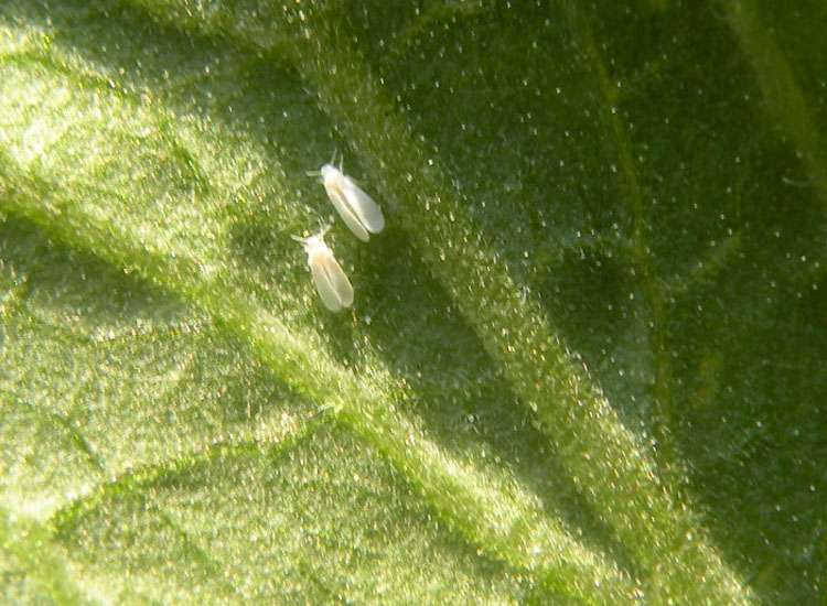 Aleyrodidae indet